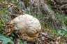 Óriás pöfeteg (Langermannia gigantea), Budai-hegység